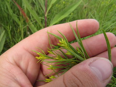 Euthamia gymnospermoides