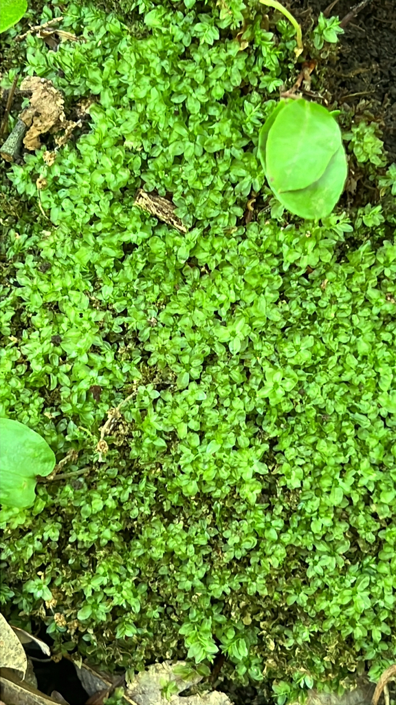 Wavy-leaf Moss