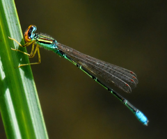 Enallagma antennatum