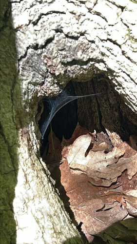 Dark Fishing Spider