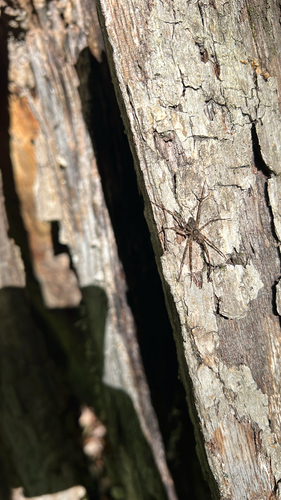 Dark Fishing Spider