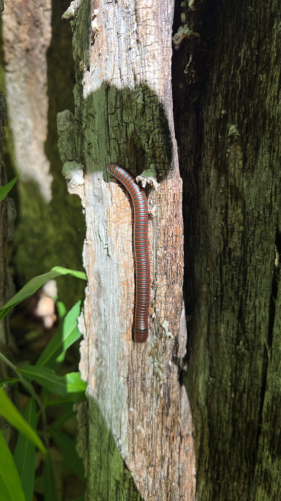 American Giant Millipede Complex