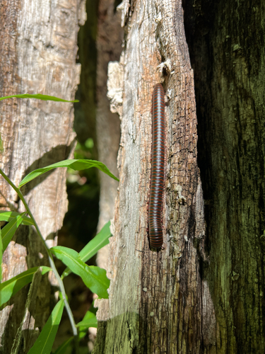 American Giant Millipede Complex