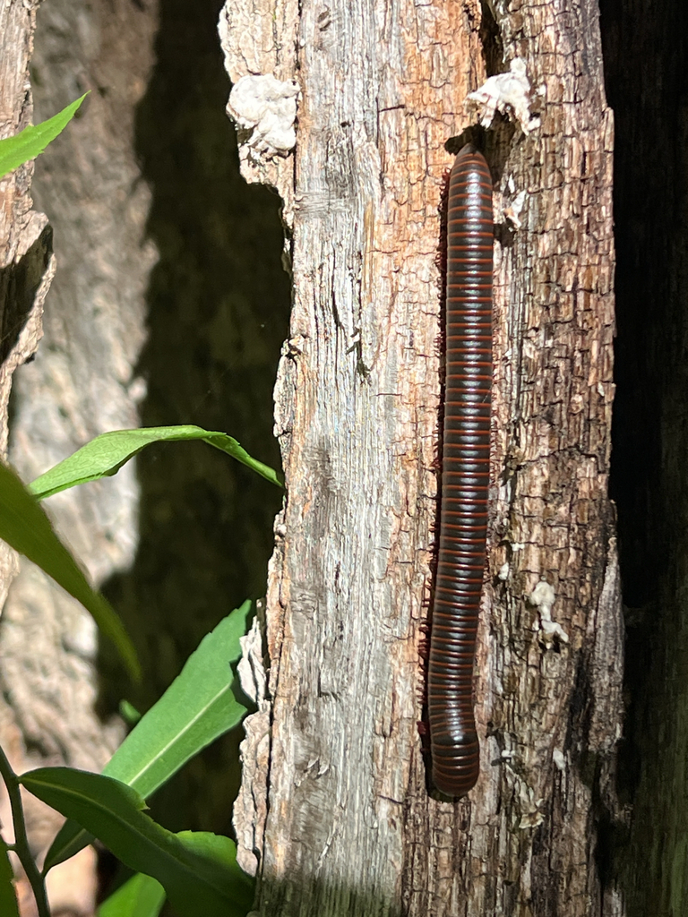 American Giant Millipede Complex