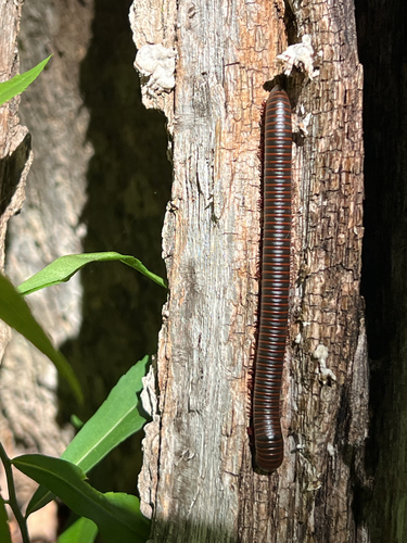 American Giant Millipede Complex