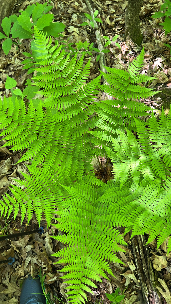 marginal wood fern