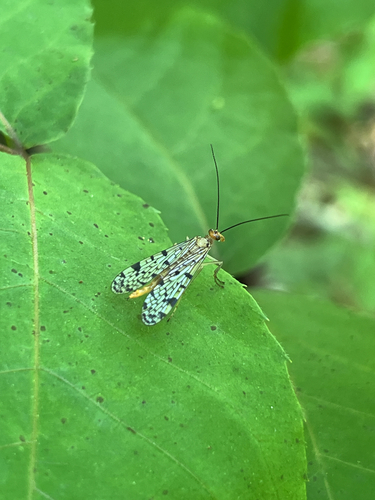 Forked Scorpionfly