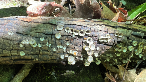 common bird's nest fungus