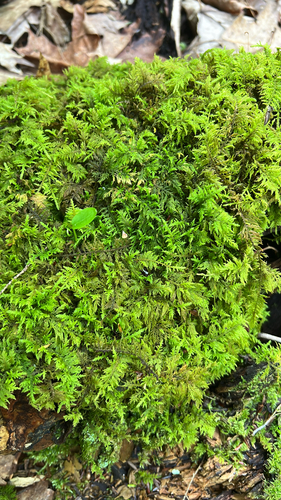 delicate fern moss