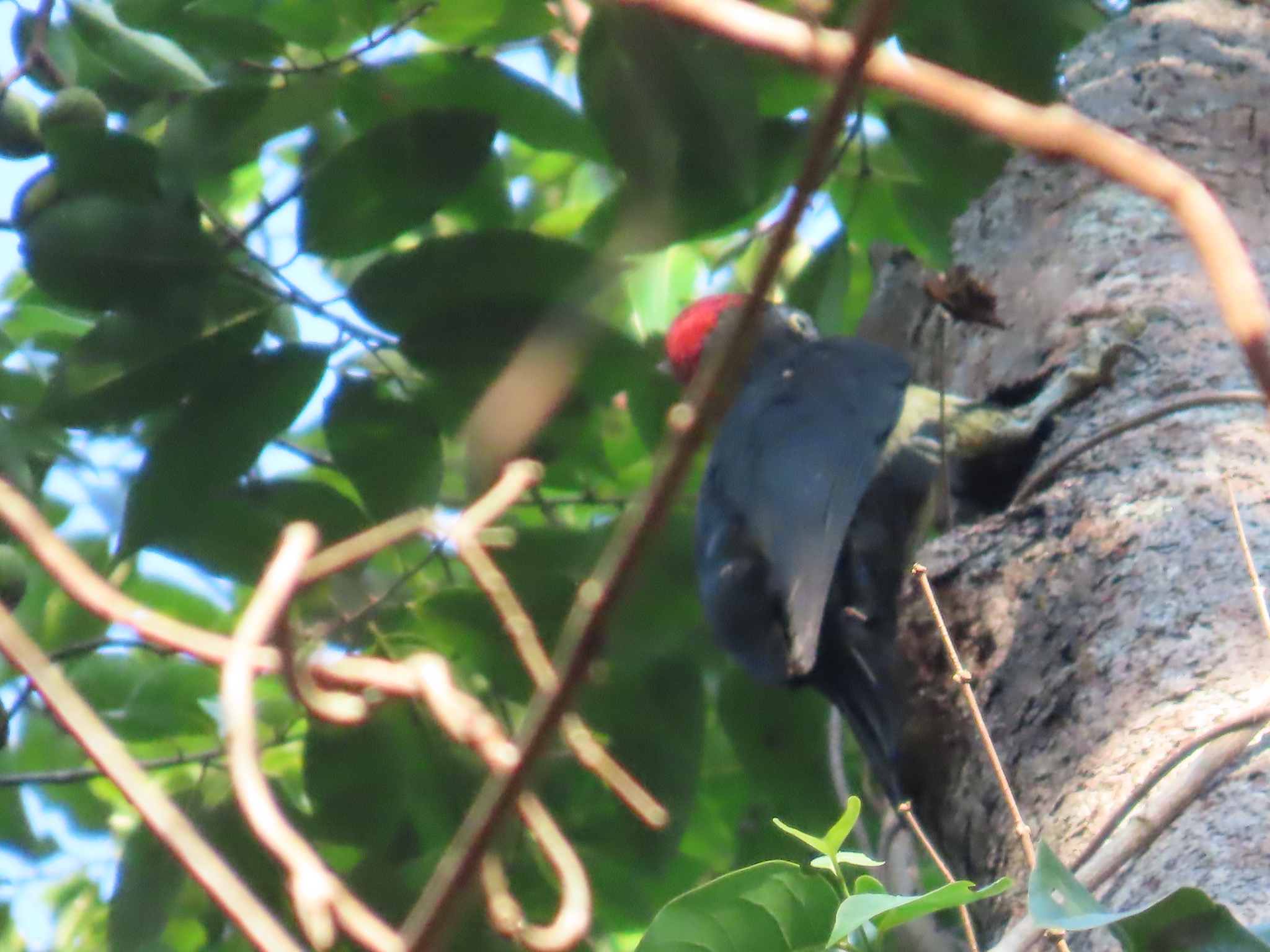 White-bellied Woodpecker (Dryocopus javensis), photo 7