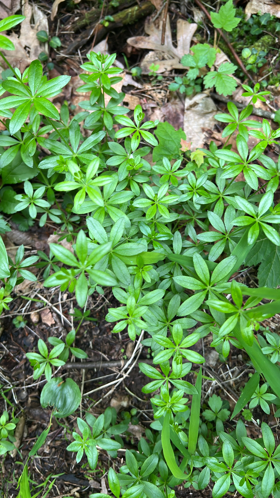 fragrant bedstraw
