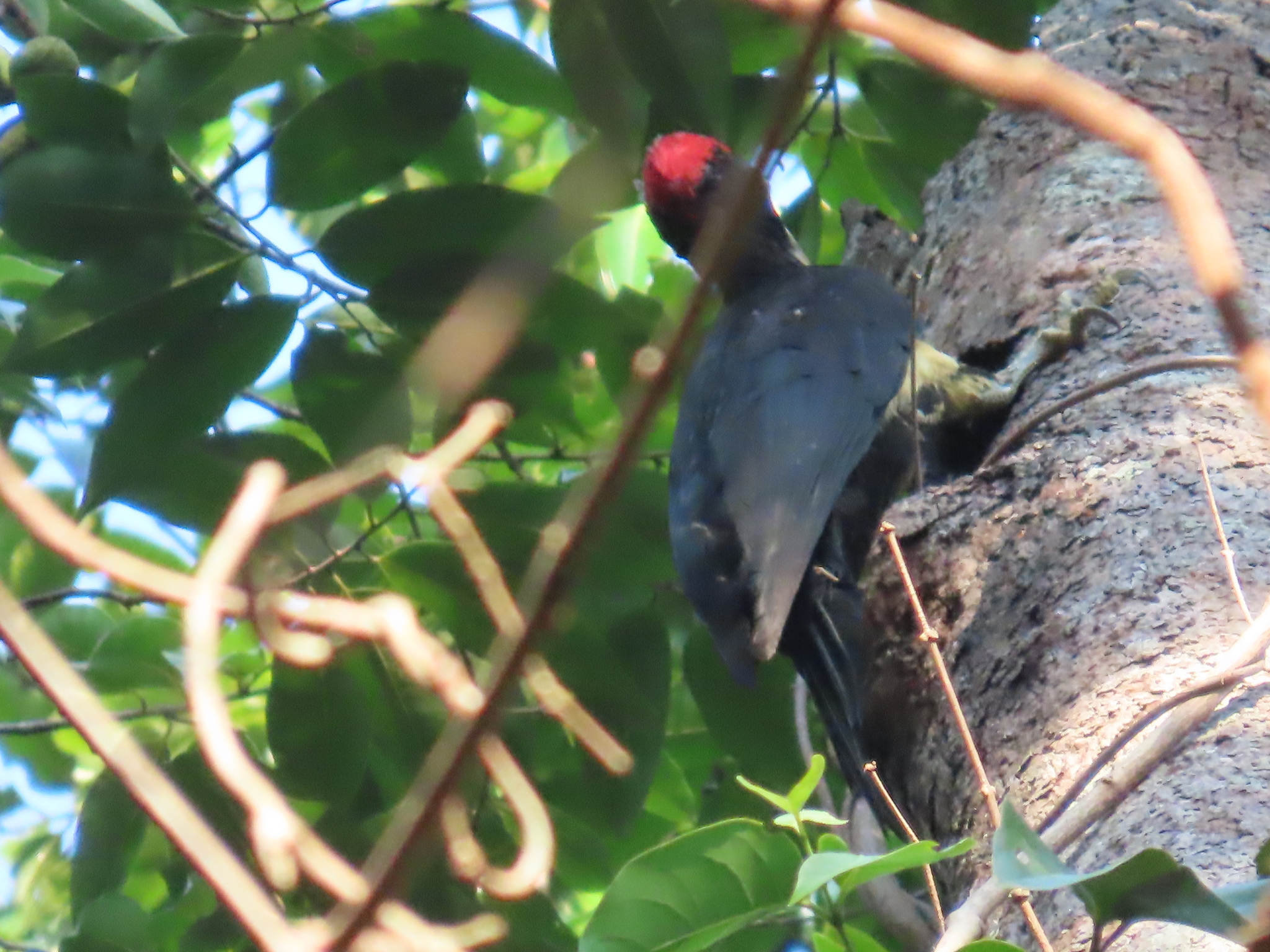 White-bellied Woodpecker (Dryocopus javensis), photo 8