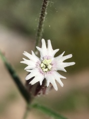 Silene sargentii