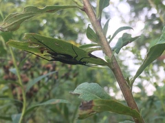 Oecanthus nigricornis