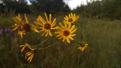 Helianthus salicifolius