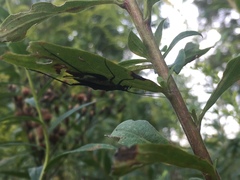 Oecanthus nigricornis