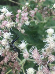 Oecanthus nigricornis