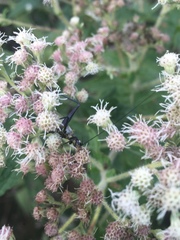 Oecanthus nigricornis
