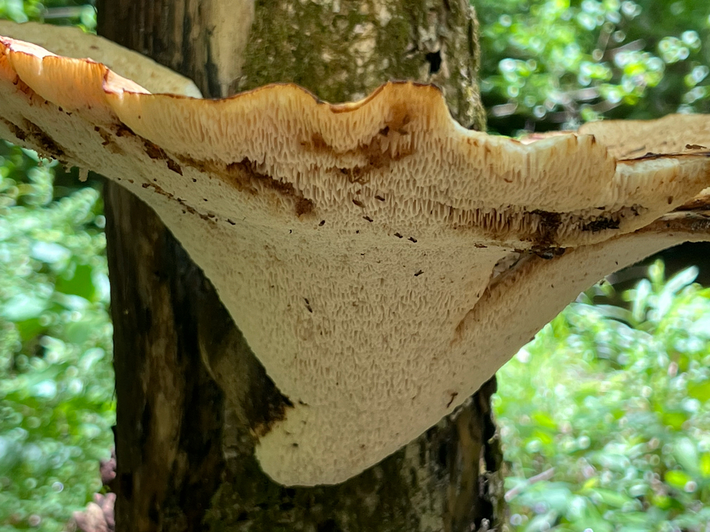 Dryad's Saddle