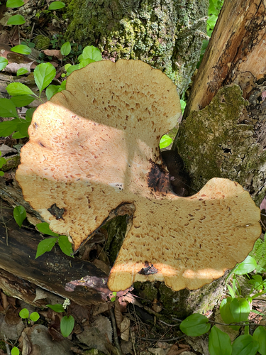 Dryad's Saddle