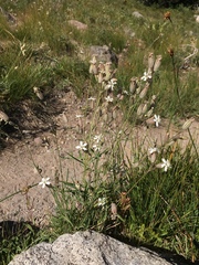 Silene douglasii