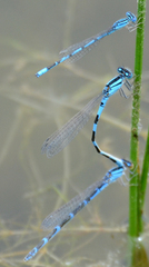Enallagma carunculatum