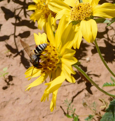 Triepeolus grandis