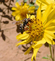 Triepeolus grandis