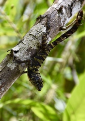 Anolis rubribarbus