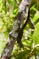 Anolis rubribarbus