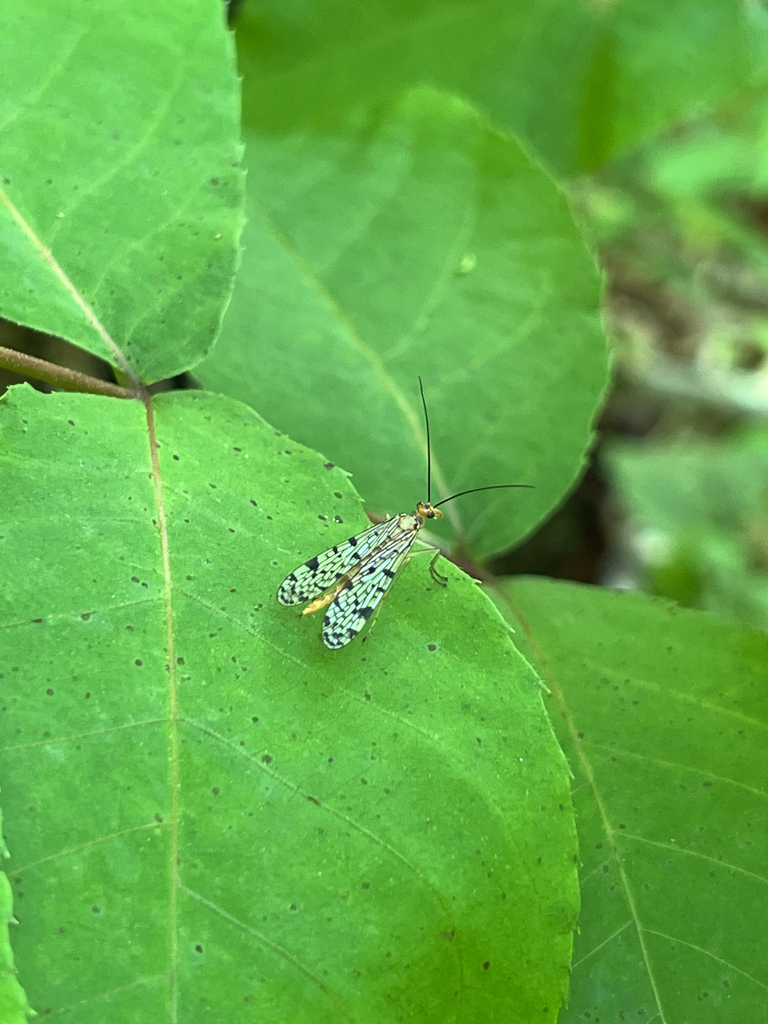 Forked Scorpionfly