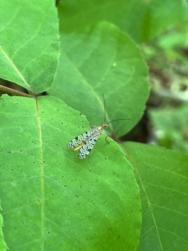 Forked Scorpionfly