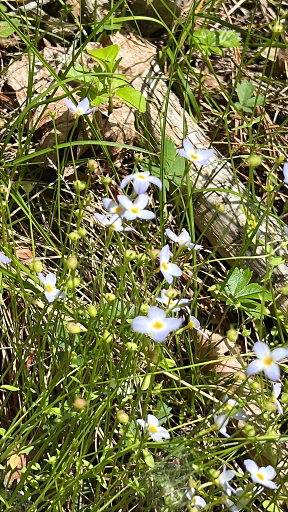 azure bluet