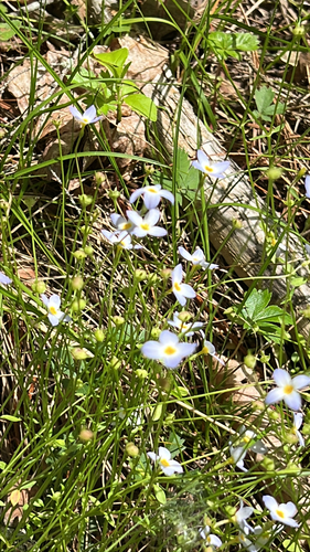 azure bluet