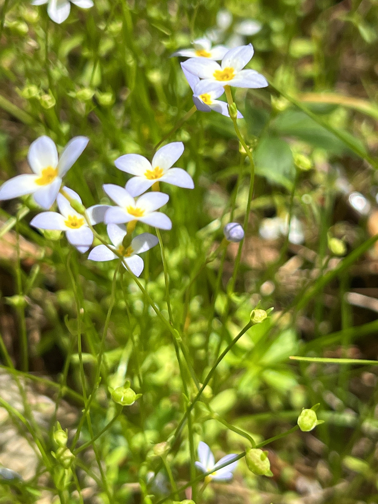 azure bluet