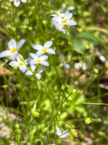 azure bluet