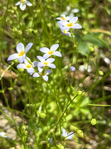 azure bluet
