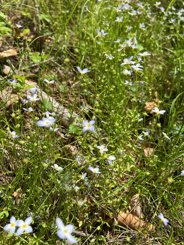 azure bluet