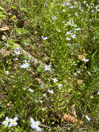 azure bluet