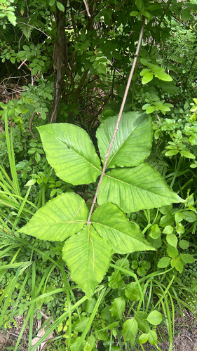 Jack-in-the-Pulpit