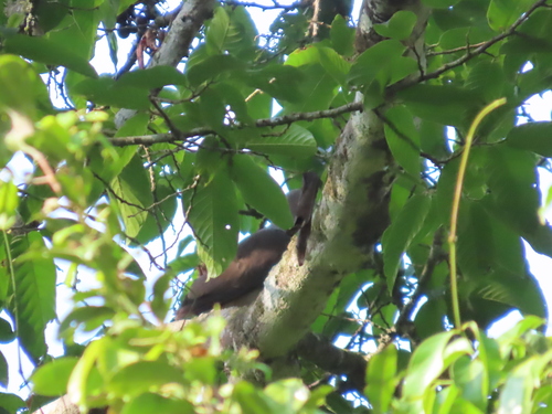 Malabar Imperial Pigeon (Ducula cuprea), photo 10