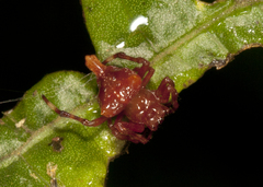 Witica crassicauda