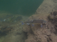 Catostomus macrocheilus