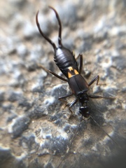Dermaptera