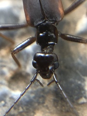 Dermaptera
