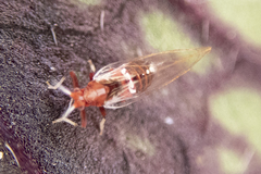 Bactericera antennata