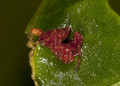 Witica crassicauda