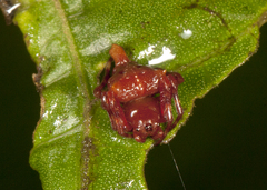 Witica crassicauda