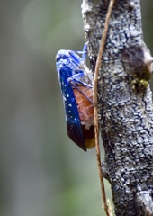 Jamaicastes cubana