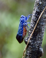 Jamaicastes cubana